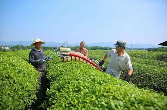 句容市九华茶场绿色发展成就璀璨明珠，最新新闻报道